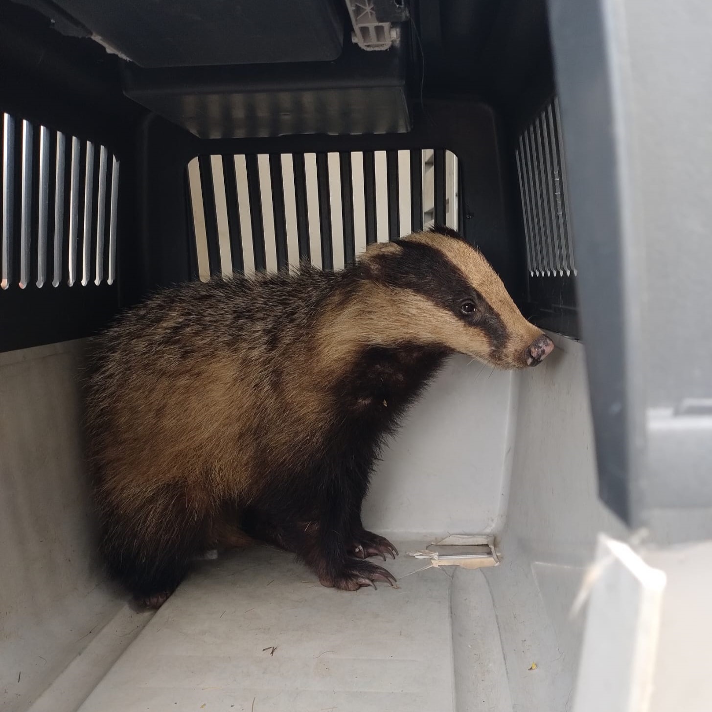 Liberato un tasso curato dal Servizio veterinario di sanità animale –  Azienda Sanitaria Locale di Teramo